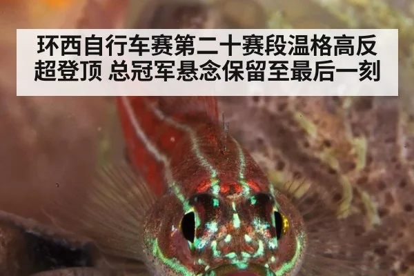 环西自行车赛第二十赛段温格高反超登顶 总冠军悬念保留至最后一刻